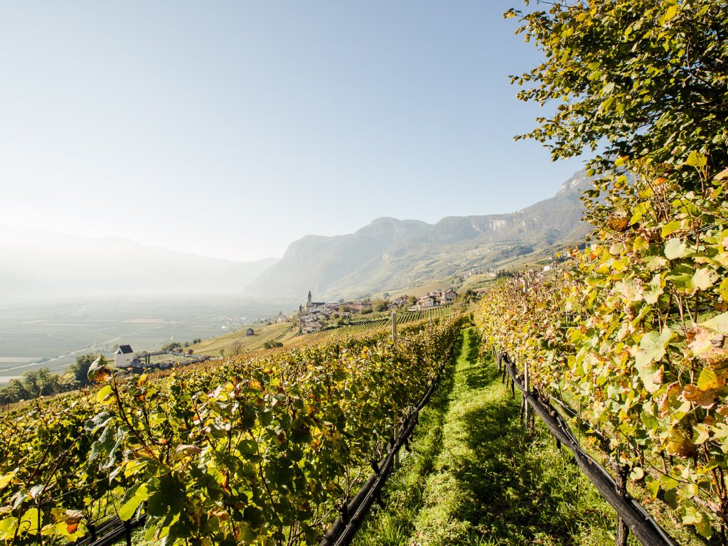 Vigneto con vista sulla Bassa Atesina in autunno